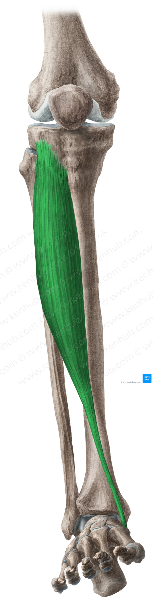 Tibialis anterior muscle (#6102)