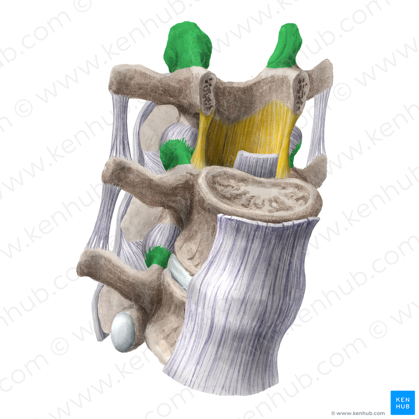 Superior articular process of vertebra (#20199)