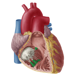 Papillary muscles of heart (#19744)