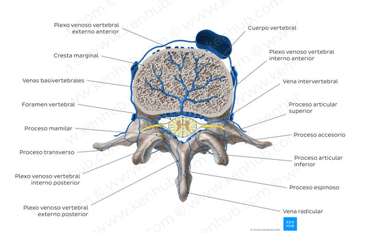 Veins of the isolated vertebra (Spanish)