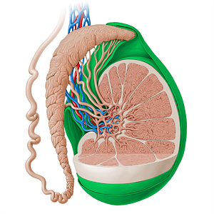 Tunica vaginalis of testis (#13852)