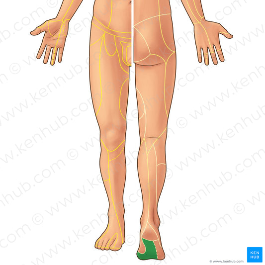 Medial plantar nerve (#21892)