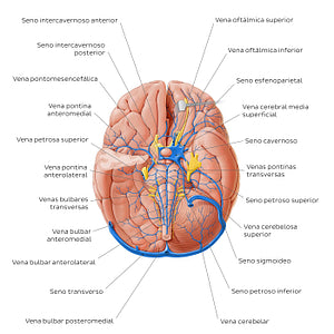 Veins of the brainstem and cerebellum - Basal view (Spanish)