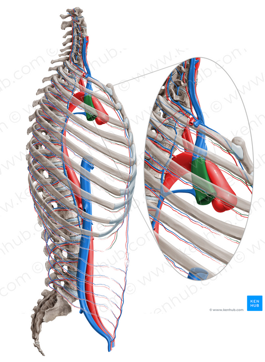 Superior vena cava (#10075)