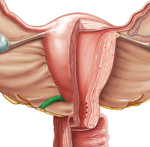 Uterosacral ligament (#4618)