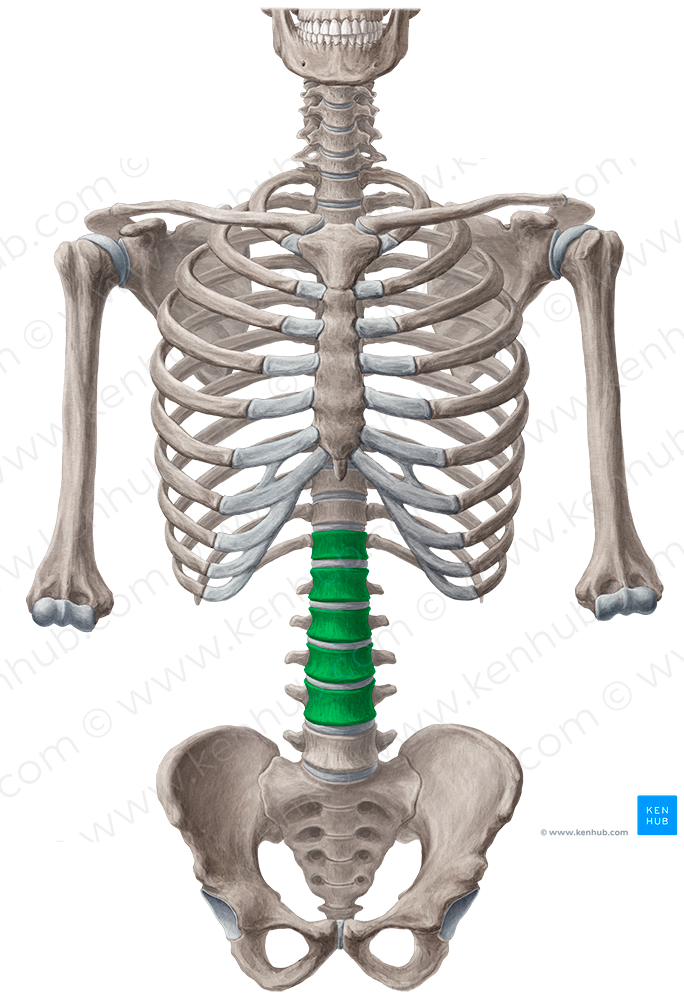 Bodies of vertebrae T12-L4 (#3026)