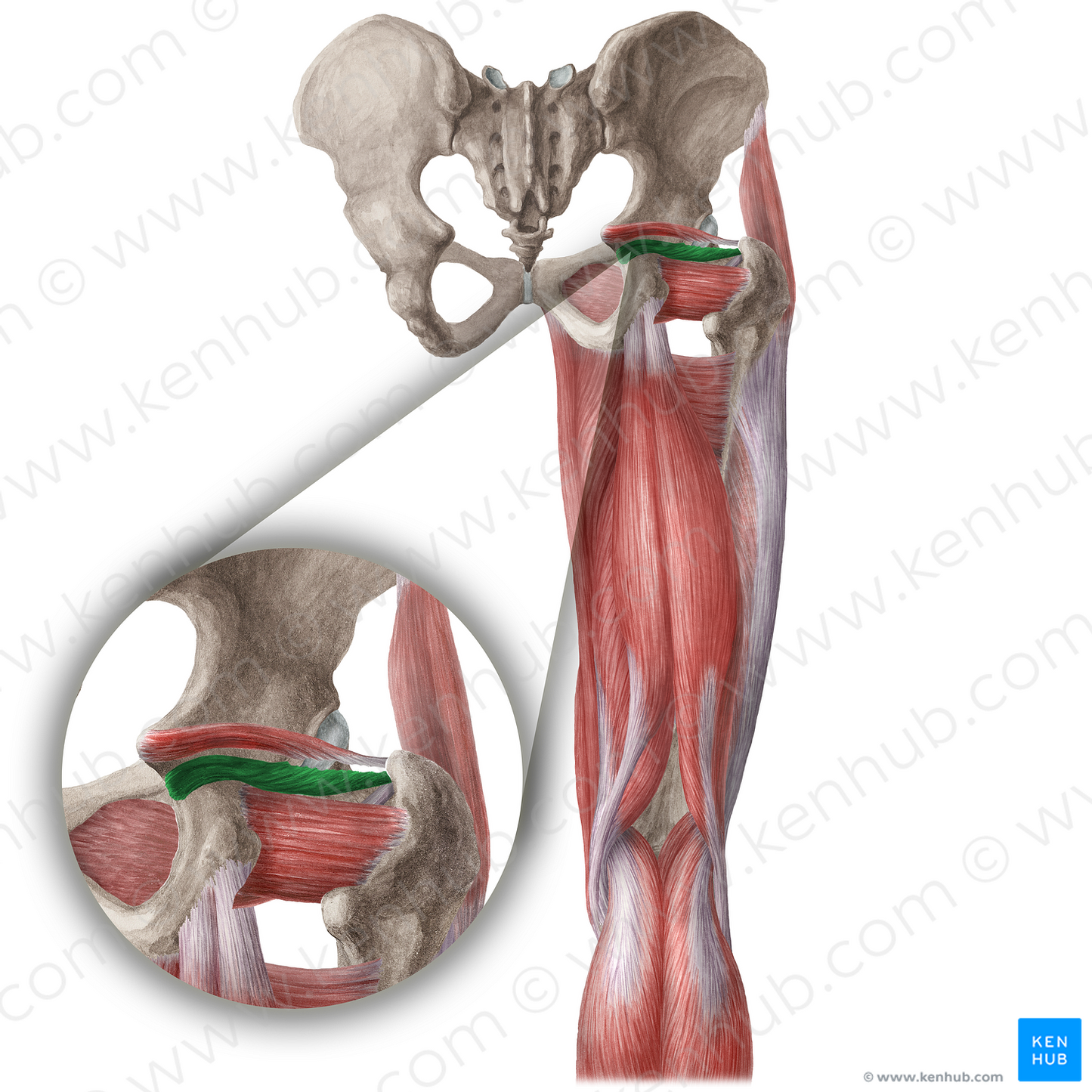 Inferior gemellus muscle (#5398)