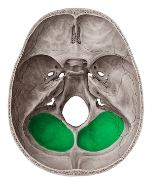 Cerebellar fossa of occipital bone (#3837)