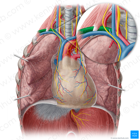 Right subclavian artery (#1821)