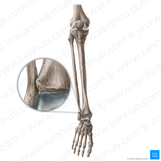 Inferior tibiofibular joint (#20442)