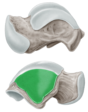 Lateral malleolar facet of talus (#3512)