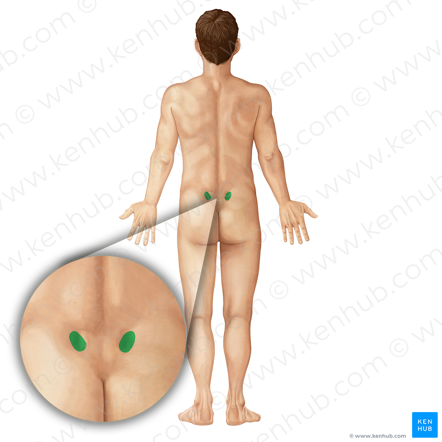 Posterior superior iliac spine (#19807)