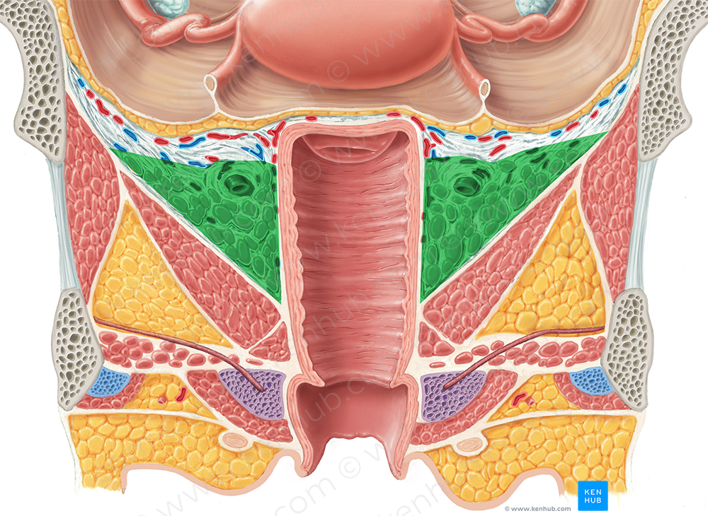 Paracolpium (#7647)