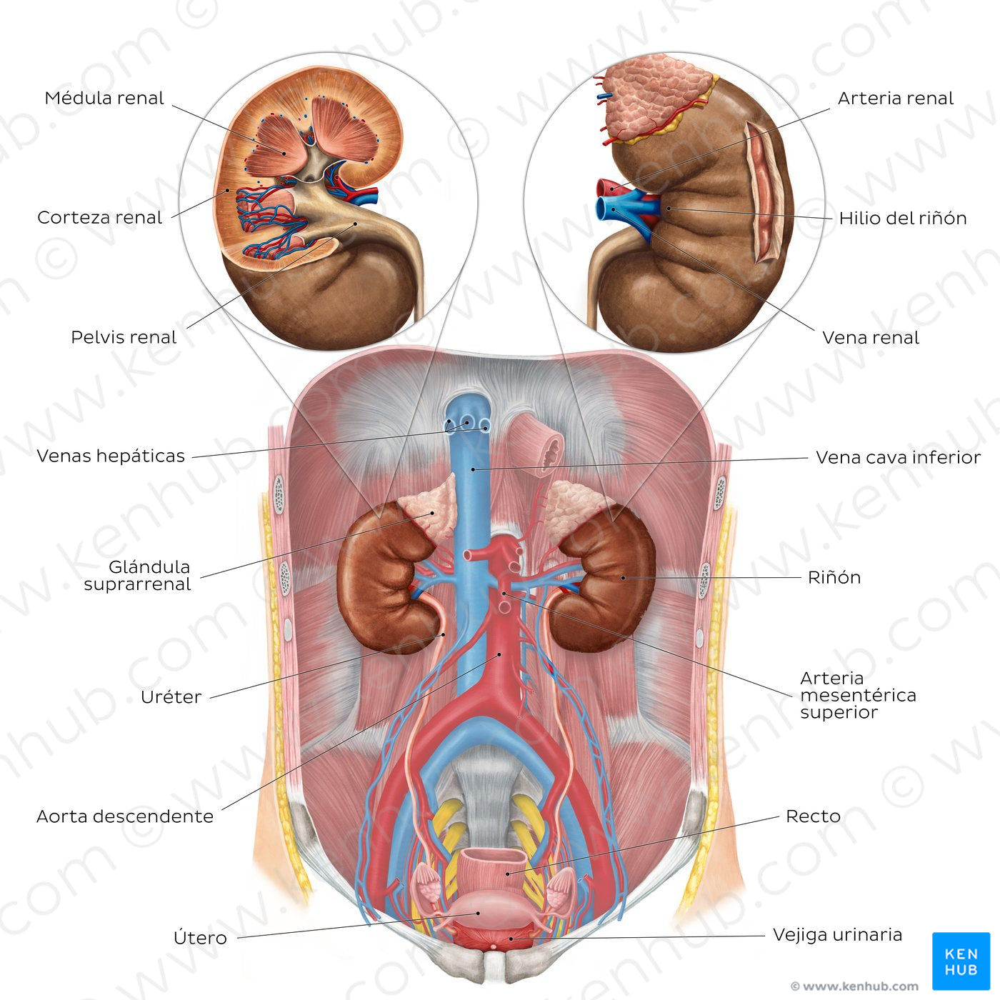 Urinary system - Overview (Spanish)