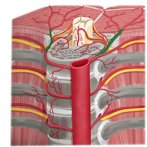 Dorsal branch of posterior intercostal artery (#8673)