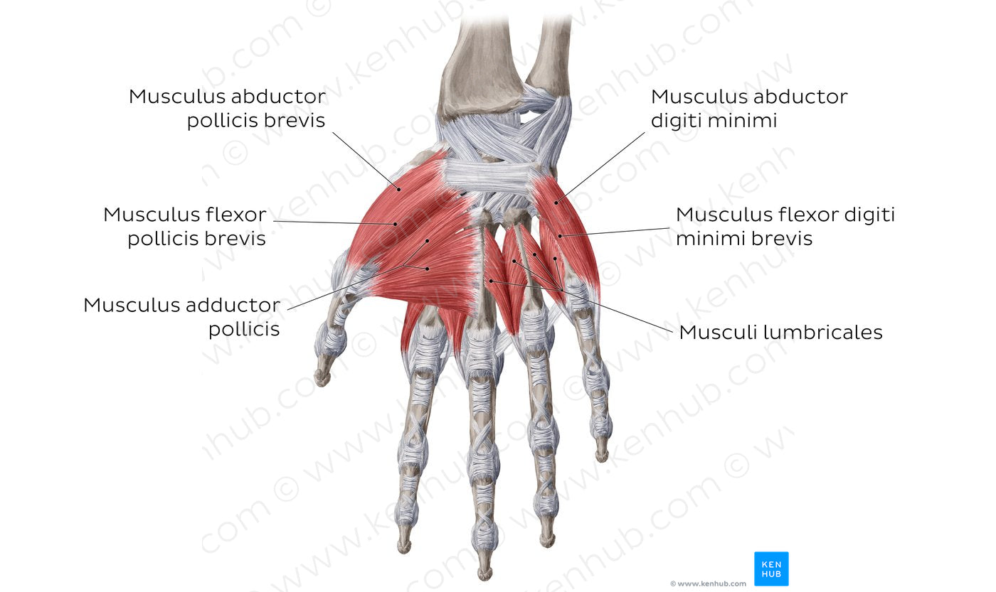 Muscles of the hand: main muscles (Latin)