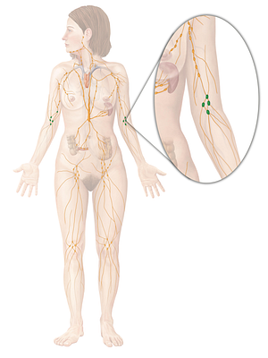 Cubital lymph nodes (#6995)