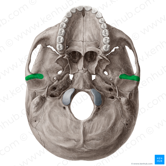 Articular tubercle of temporal bone (#21533)