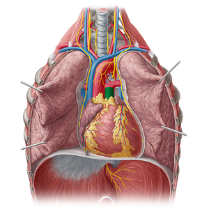 Pulmonary trunk (#9633)