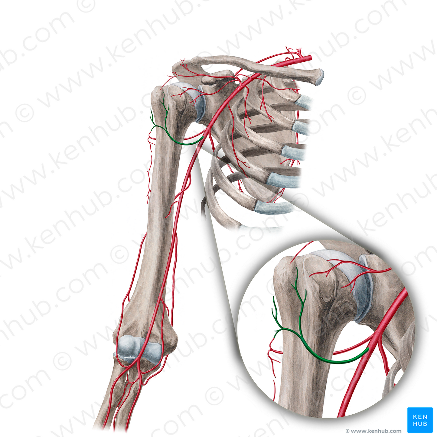 Anterior circumflex humeral artery (#1038)