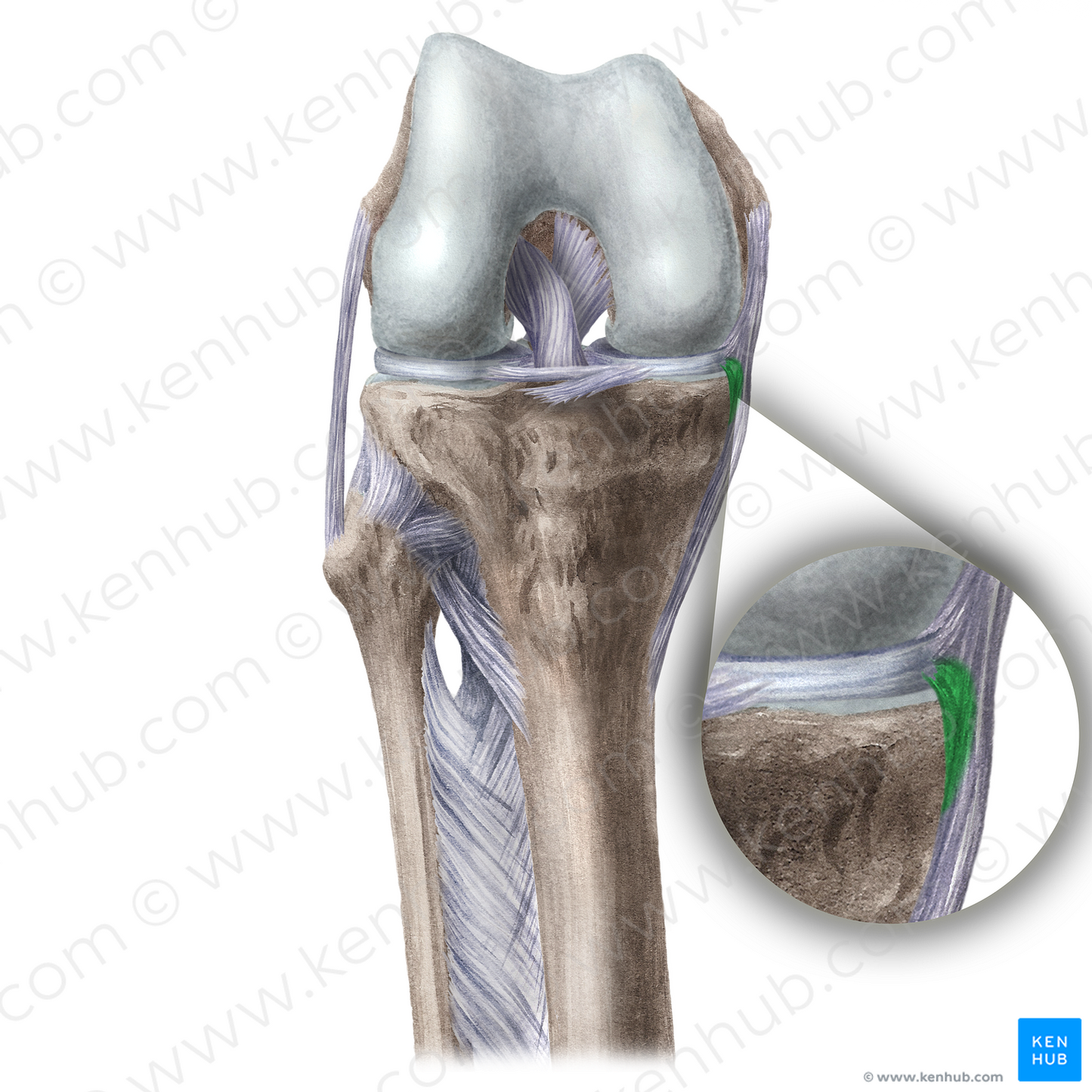 Medial meniscotibial ligament (#20121)