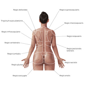 Regions of the back and buttocks (Latin)