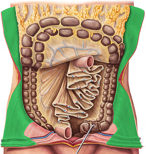 Parietal peritoneum (#7875)