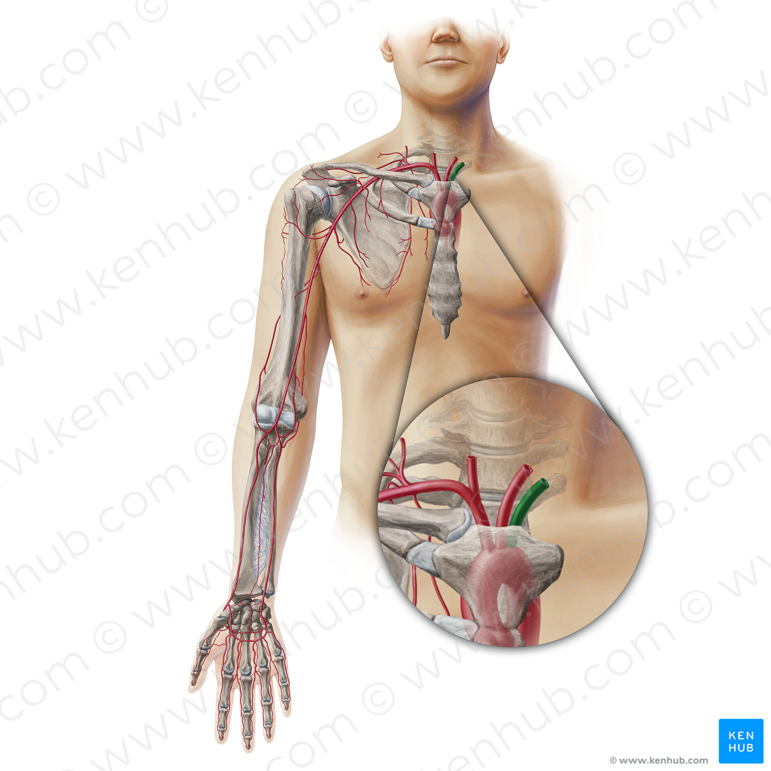 Left subclavian artery (#19333)