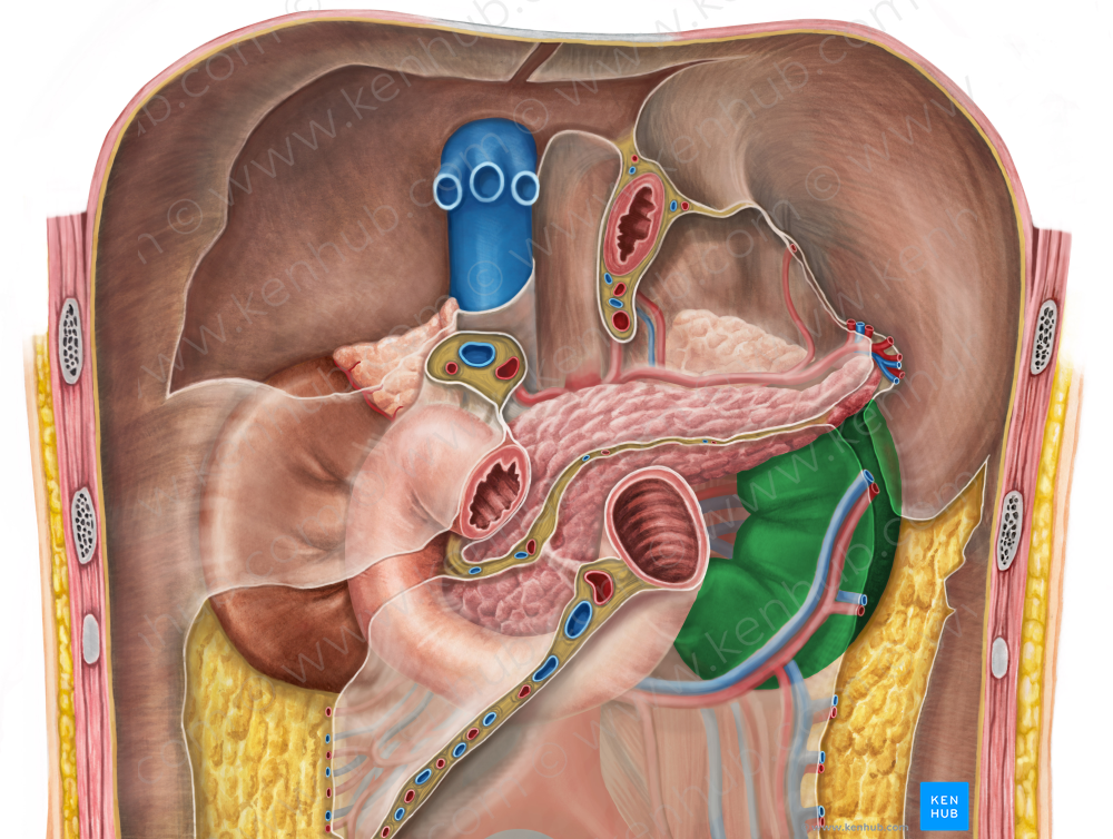 Left kidney (#8915)