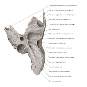 Temporal bone (inferior view) (Portuguese)