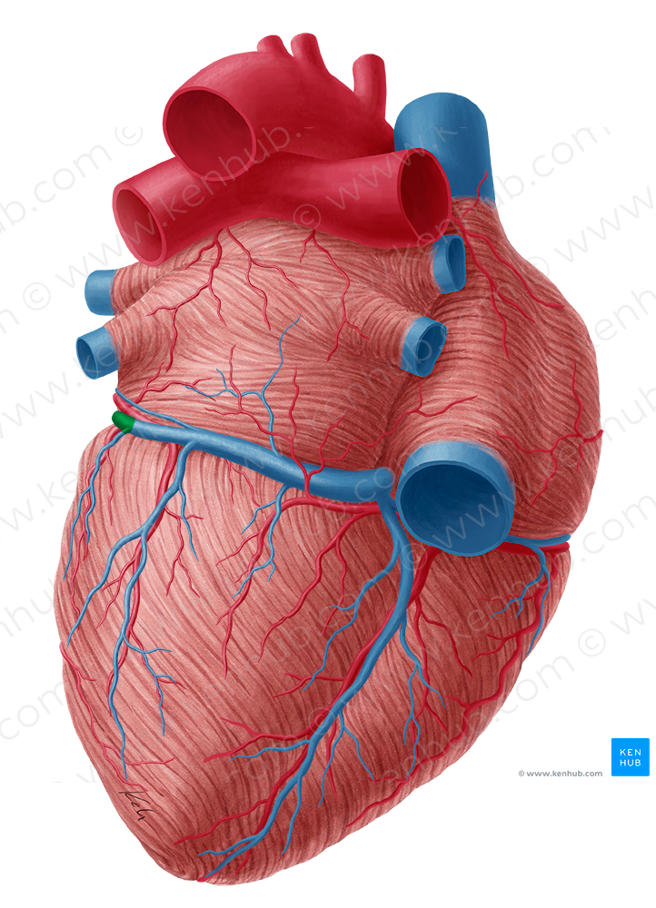 Great cardiac vein (#10027)