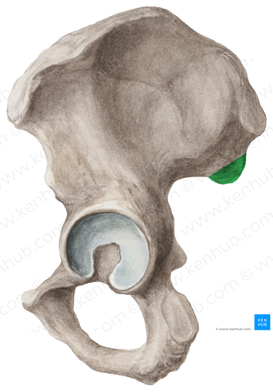 Posterior inferior iliac spine (#9099)