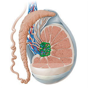 Rete testis (#13520)