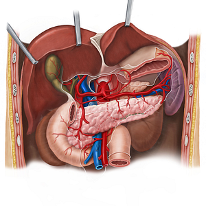 Inferior pancreatic artery (#1586)