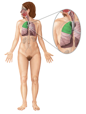 Superior lobe of right lung (#4870)