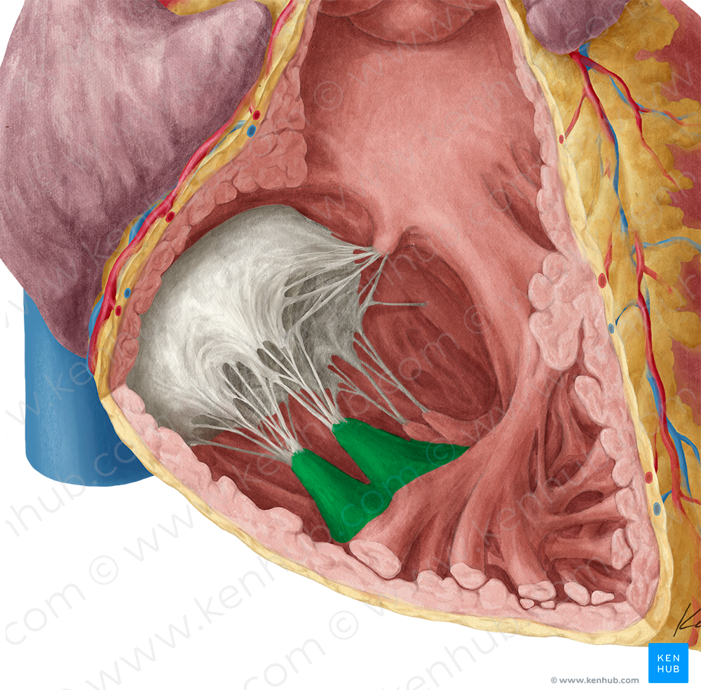 Anterior papillary muscle of right ventricle (#5709)