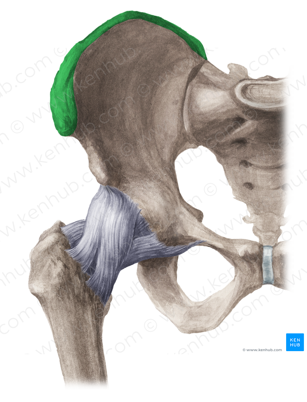 Iliac crest (#3106)