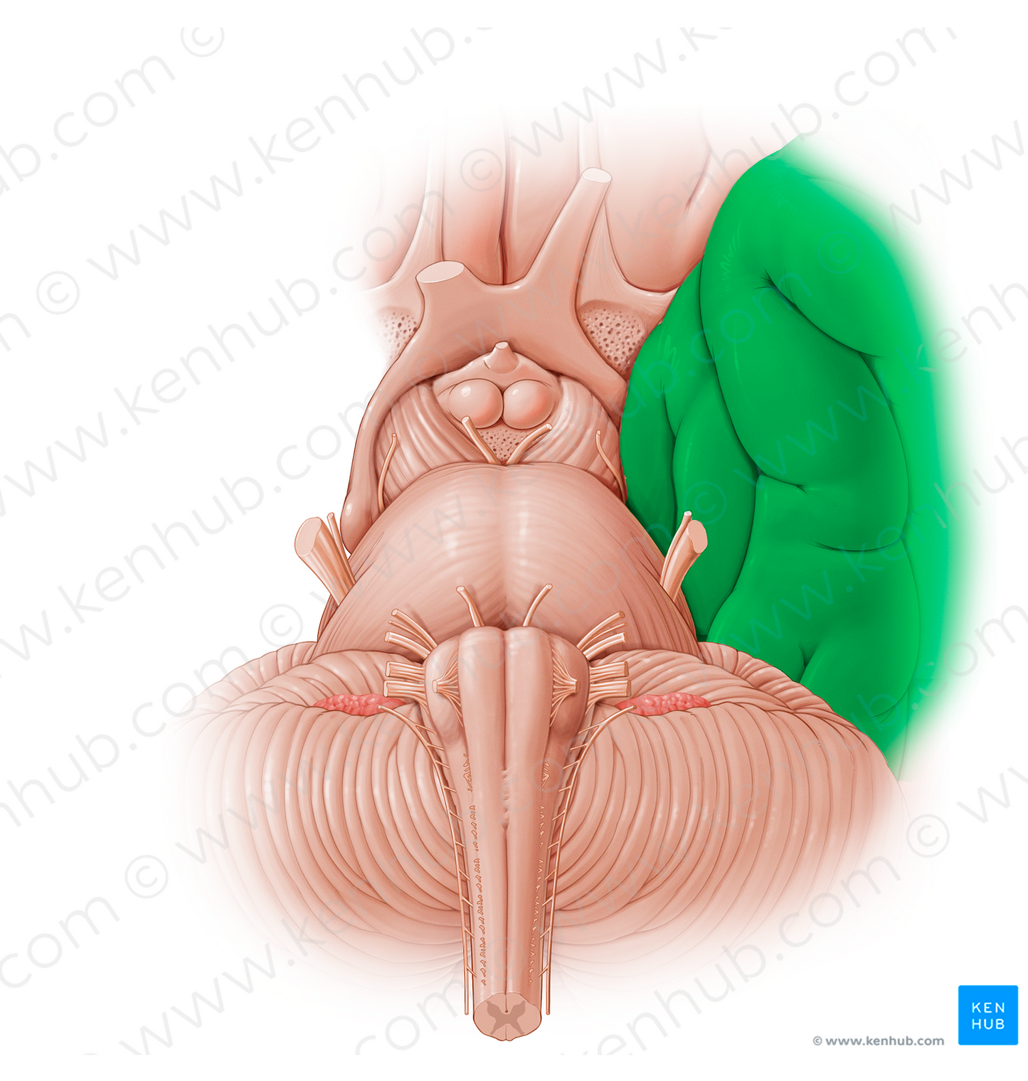 Temporal lobe (#12873)