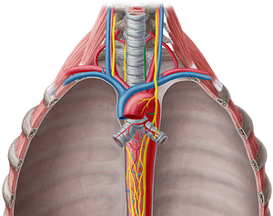 Left recurrent laryngeal nerve (#6517)