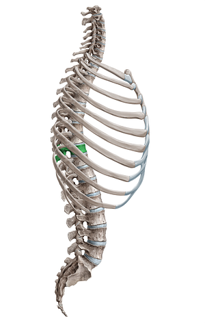 Vertebra T10 (#18121)