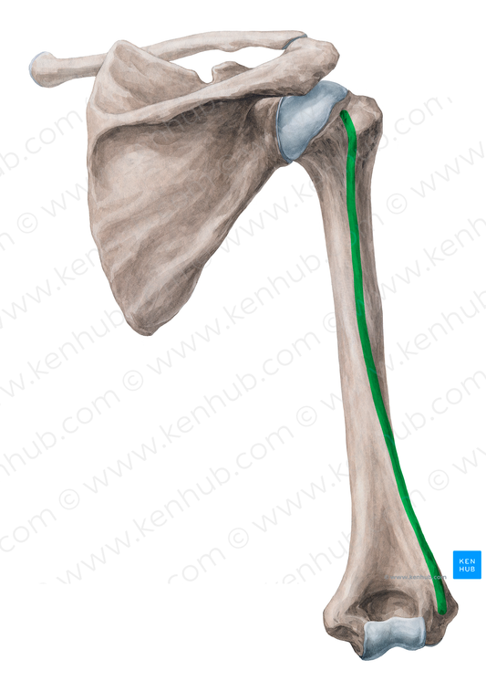 Lateral border of humerus (#19938)