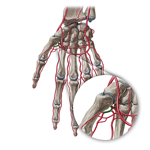 Princeps pollicis artery (#1643)