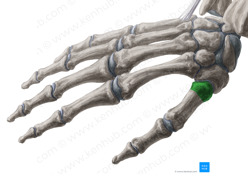 Base of 1st metacarpal bone (#2156)