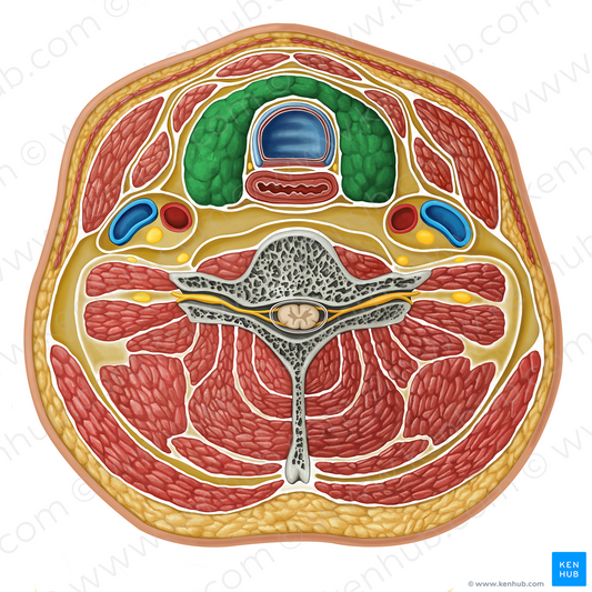 Thyroid gland (#17295)