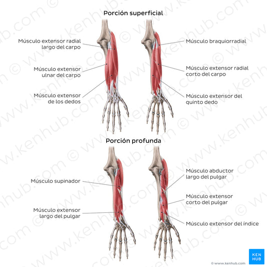 Extensors of the forearm (Spanish)