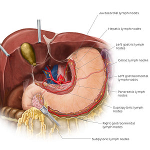 Lymphatics of the stomach and liver (English)