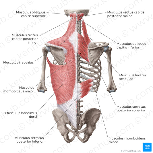 Superficial muscles of the back (Latin)