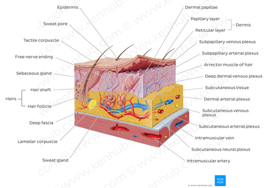 Integumentary system (English)