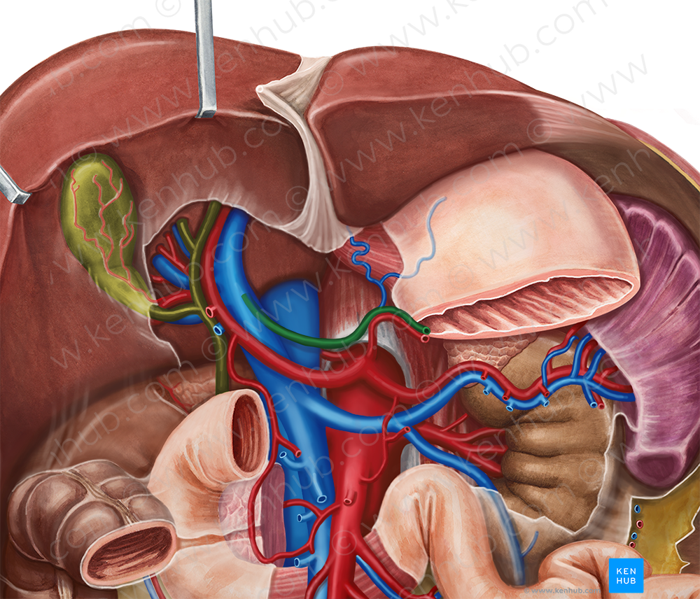 Left gastric vein (#10250)