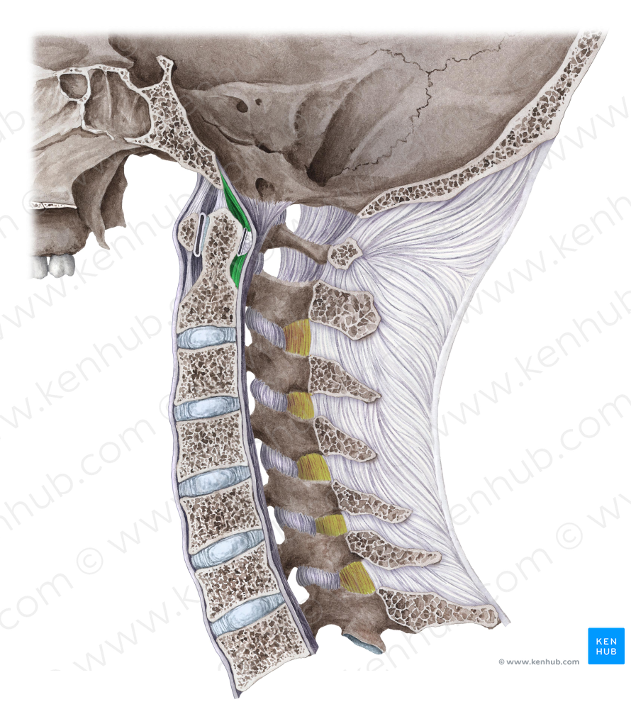 Longitudinal bands of cruciform ligament (#3596)